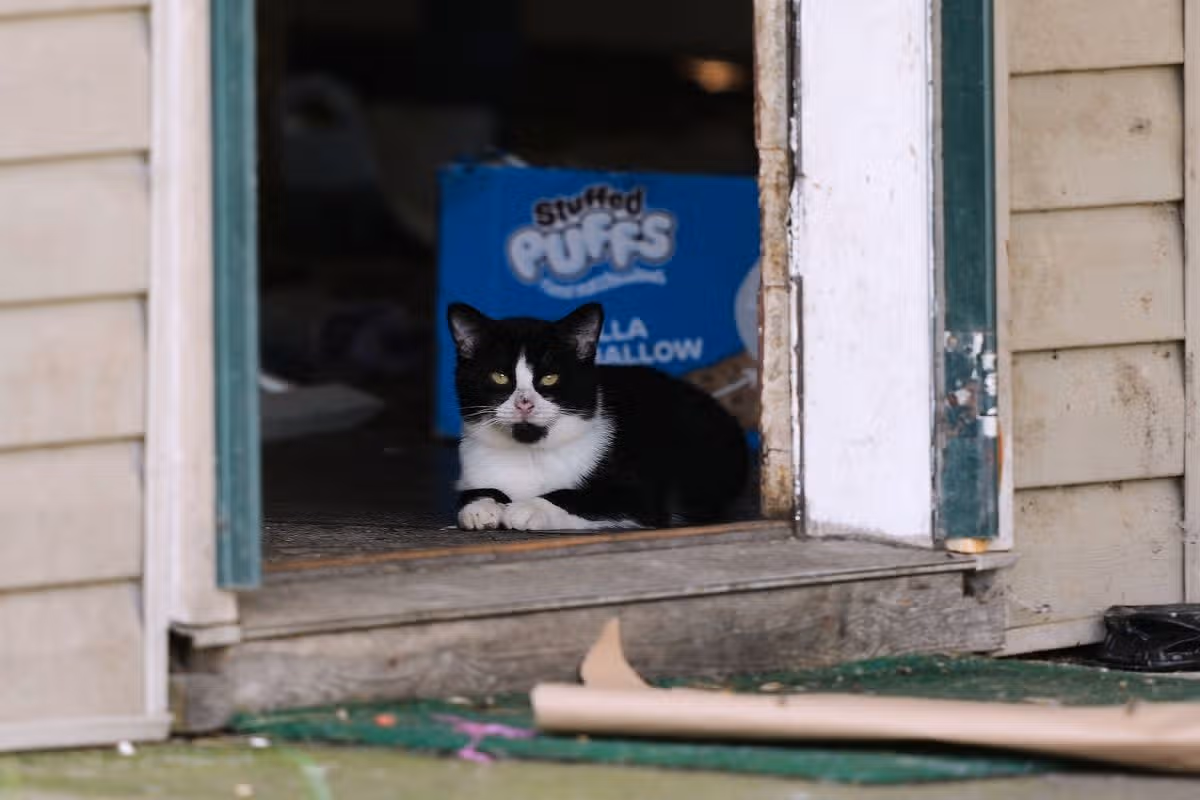 A cat looks out from a side door opening of a home where authorities say they removed 16 children and arrested four adults in Hamden, Ohio, Wednesday, July 1, 2026. (AP Photo/Carolyn Kaster)