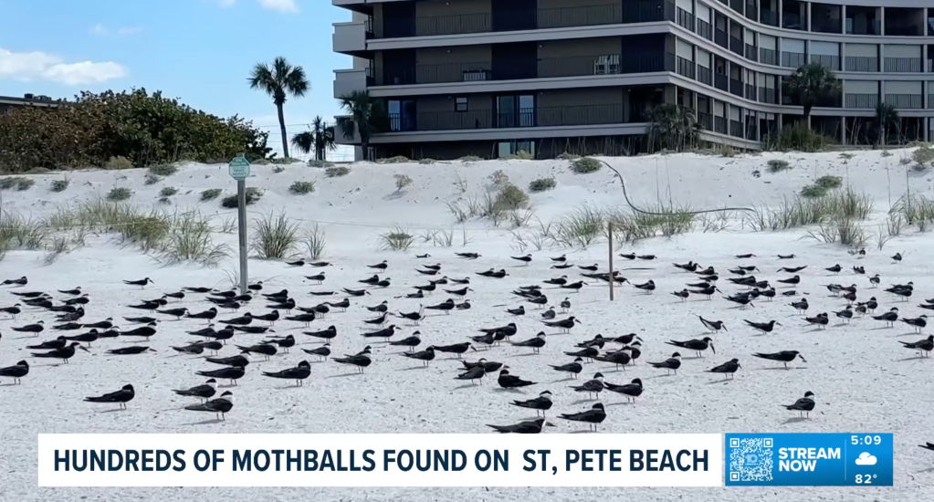 Out of fear of lost revenue, the two allegedly hatched a plan to use mothballs to deter birds from congregating on the beach behind their businesses.